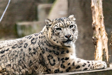 Snow leopard head. close up