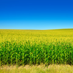 Bright corn field with ripe ears corn