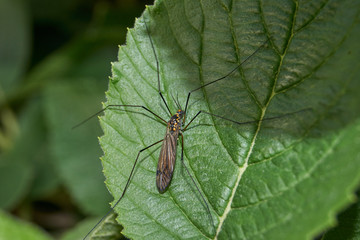 Long-legged mosquito (lat. Tipulidae) on a plum leaf.