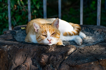 An adult fat cat of a white-red color with a contented muzzle, lies and rests under a Bush of green thuja, falling asleep on concrete steps in the shade under the rays of the sun
