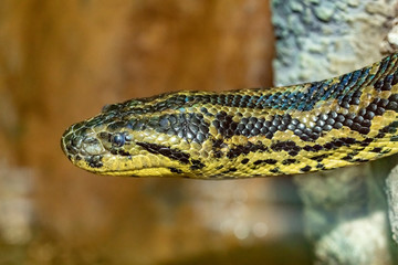 Anaconda snake. Eunectes murinus. Head close-up.
