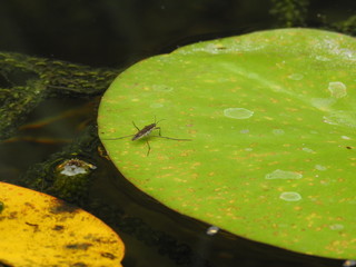 Green leaves and aquatic vegetation