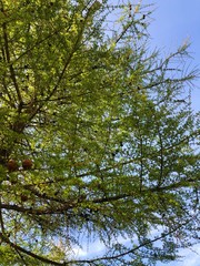 Beautiful green young pine in the Park