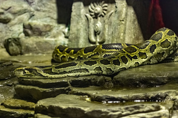 Burmese Python. Python bivittatus. close up