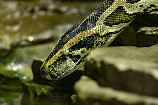 Burmese Python. Python bivittatus. close up