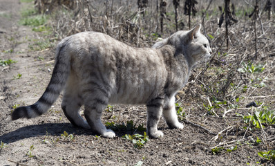 grey cat in the village walks in nature