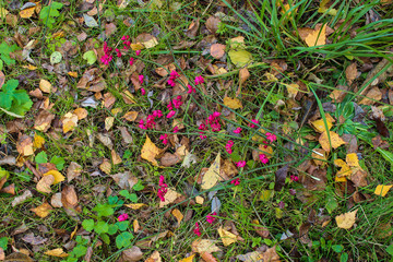 Green grass, yellow leaf and little pink flower on ground in the garden.  Autumn background with colorful leaves and grass. Bright texture with foliage. Walking outdoor. Natural colorful background. .