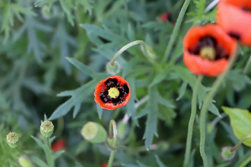 Scarlet poppy flower