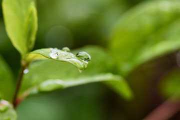 Close up of drop of water on the leaf with a blurred background