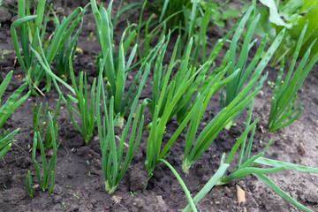 Green feathers of onions in the ground