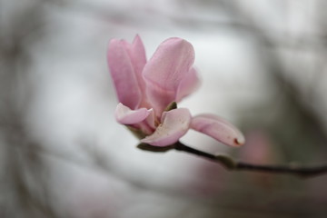 Obraz na płótnie Canvas Close up of pink Magnolia flowers in spring season.