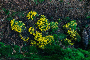 Green moss, yellow little flower on ground in forest. Autumn background with flowering moss, pine cones and needles. Texture with moss. Walking outdoor. Natural colorful floor in park. Sedum acre.