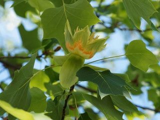 Liriodendron tulipifera | American tulip tree. Close up on solitary greenish yellow tulip flower in cup-shaped with orange bands on the tepals and bracts which fall as the blossom opens