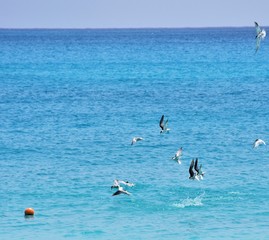 Birds fishing in the deep blue sea at the beach 