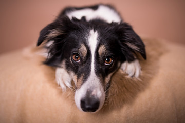 Border Collie Hund im Studio vor braunen Hintergrund HQ 300dpi