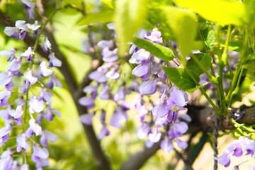 藤の花１