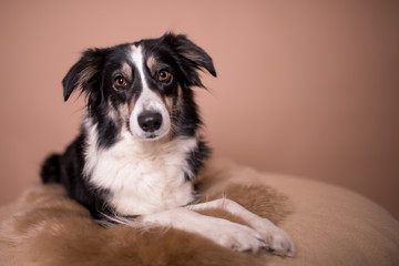 Border Collie Hund im Studio vor braunen Hintergrund HQ 300dpi