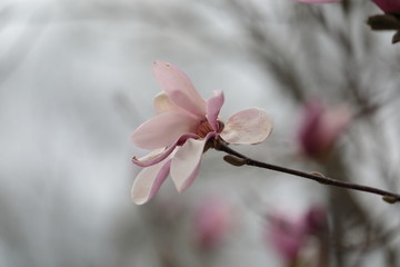 Close up of pink Magnolia flowers in spring season.