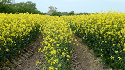 Gold yellow flowering rapeseed field.(brassica napus)
Canola blossom  in spring in Schleswig-Holstein, Germany
