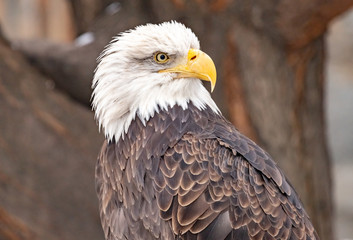 Obraz premium Bald eagle. Haliaéetus leucocéphalus. close up