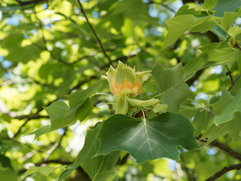 Liriodendron tulipifera | Tulip tree, a great flowering tree with pale green and yellow tulip flowers, orange bands on the tepals