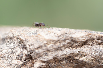 insect, fly, macro, nature, bug, animal, green, dragonfly, leaf, wing, close-up, closeup, pest, detail, wildlife, eye, 