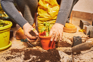 Professional gardener take care of her plants. Gardening concept.