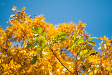 Yellow autumn leaves