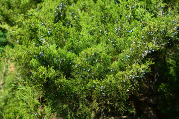 A large shrub of Juniperus excelsa, Greek juniper with lush foliage of green needle-leaves and small blue berry-like cones.
