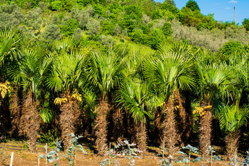 Obraz premium flowers, huts and trees grown in the garden