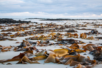 Seaweed on beach © Carmen