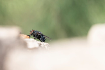 insect, fly, macro, nature, bug, animal, green, dragonfly, leaf, wing, close-up, closeup, pest, detail, wildlife, eye, 