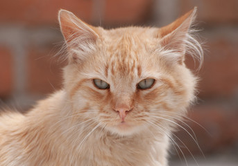 felinos, animal, mascota, gatita, felíno, cuca, pelaje, domestica, retrato, ocular, felinos, blanco, mascota, felinos, cara, naturaleza, ocular, gato atigrado, joven, bigote, mirada, mamífero, verde, 