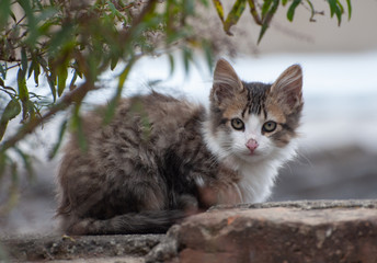 felinos, animal, gatita, mascota, cuca, orejas, domestica, felinos, pelaje, retrato, joven, ocular,...