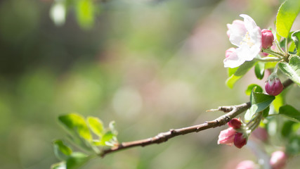 spring blossom in spring