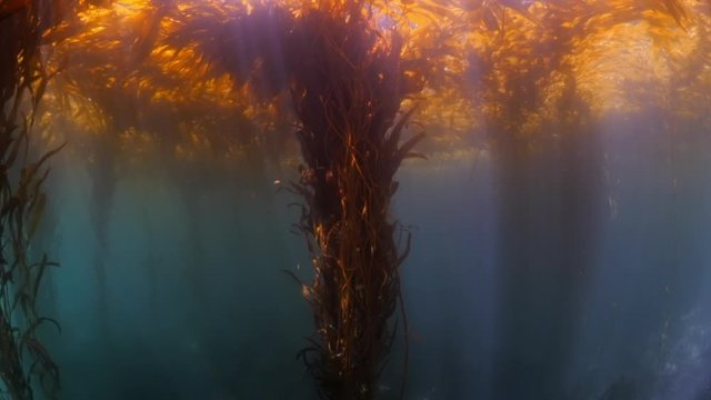 Close up of sunlight on kelps growing undersea - Carmel by the Sea, California