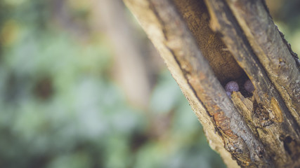 close up of a wooden fence
