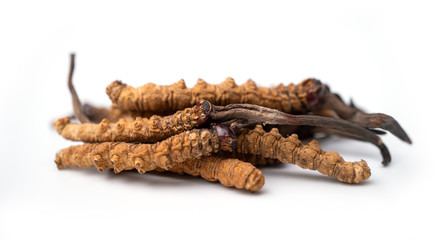 close up Ophiocordyceps sinensis or mushroom cordycep this is a herbs. Medicinal properties in the treatment of diseases.