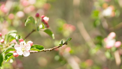 pink cherry blossom