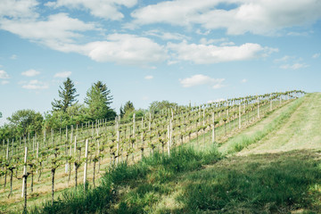Fototapeta na wymiar Vineyard on a hill in lower austria with blue sky and clouds