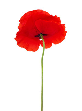 One single red poppy flower isolated on white background