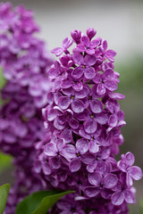 lilac flowers after rain