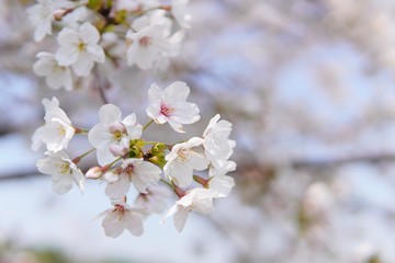 Obraz premium 桜４