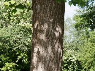 Obraz premium Liriodendron tulipifera | High columnar trunk of american tulip tree with Dark gray to brown furrowed bark 