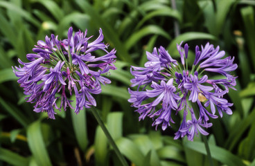 Agapanthe, Agapanthus vrabellatuus 'l'heritier'