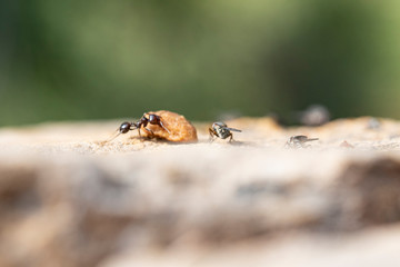 The struggles daily in search of sustenance for a laborious ant around his anthill at dawn.
fighting for food with a fly