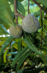 Attier, Pomme cannelle, Annona squamosa