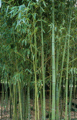 Bambou, Phyllostachys Aurea