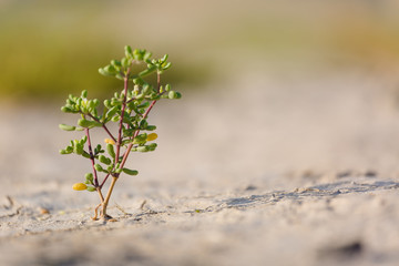 Flowers in the desert Green weed growth. group of flowers growing on dry soil in the desert.