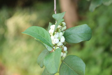 white flowers on a branch